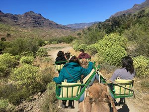camel safari gran canaria