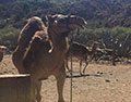 Gran Canaria Trip: Camel Safari Adventure with bbq show